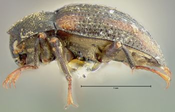 Media type: image;   Entomology 24456 Aspect: habitus lateral view